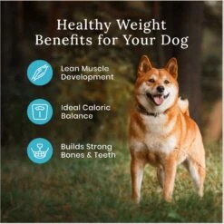 Blue Buffalo Wilderness Healthy Weight Adult High Protein Natural Chicken & Wholesome Grains Dry Dog Food & Blue Buffalo Wilderness Trail Treats Grain-Free Duck Biscuits Dog Treats -Blue Buffalo Shop 796246 PT4. AC SS1800 V1678140285