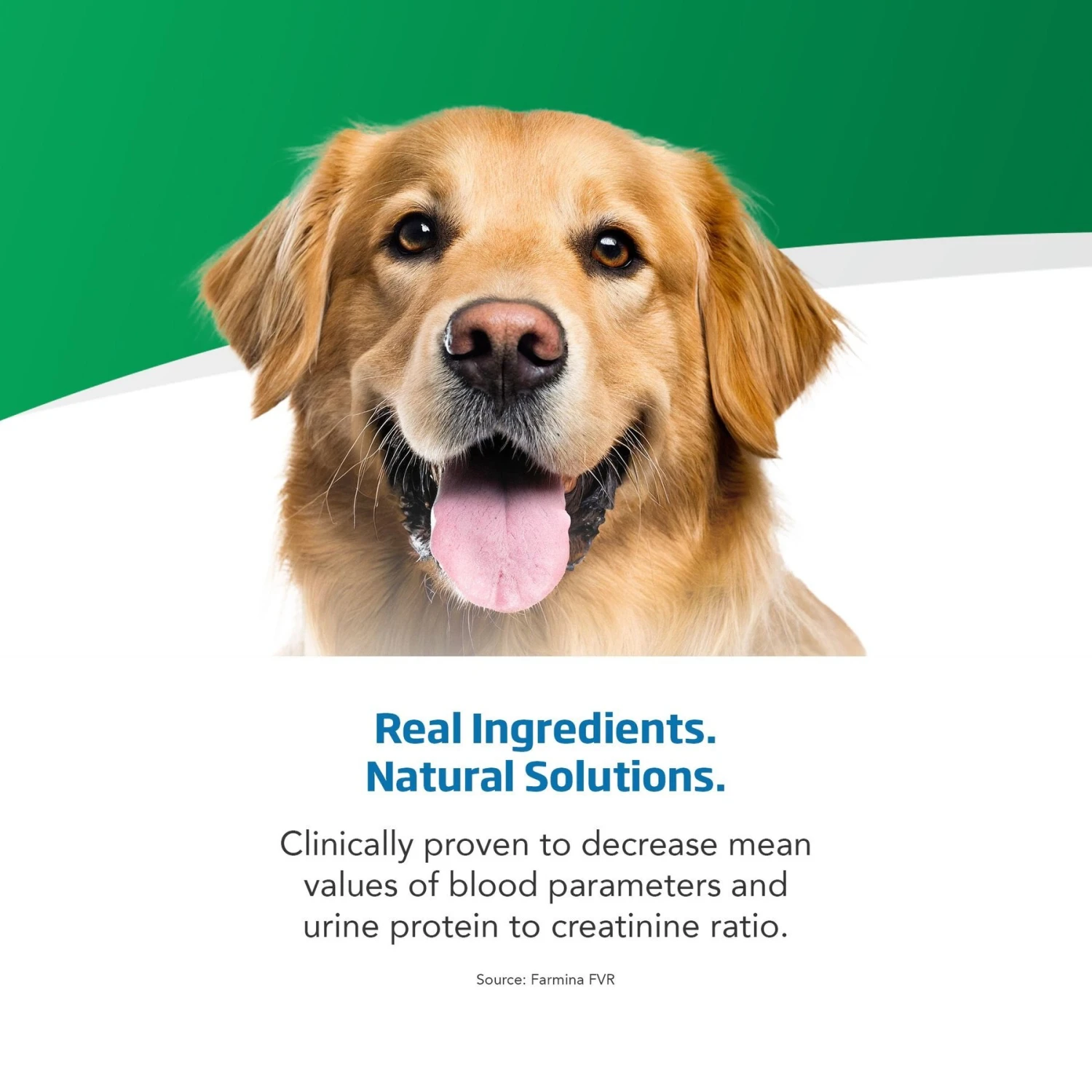 Farmina Vet Life Renal Recipe Wet Dog Food 6 Farmina Vet Life Renal Recipe Wet Dog Food - Image 4