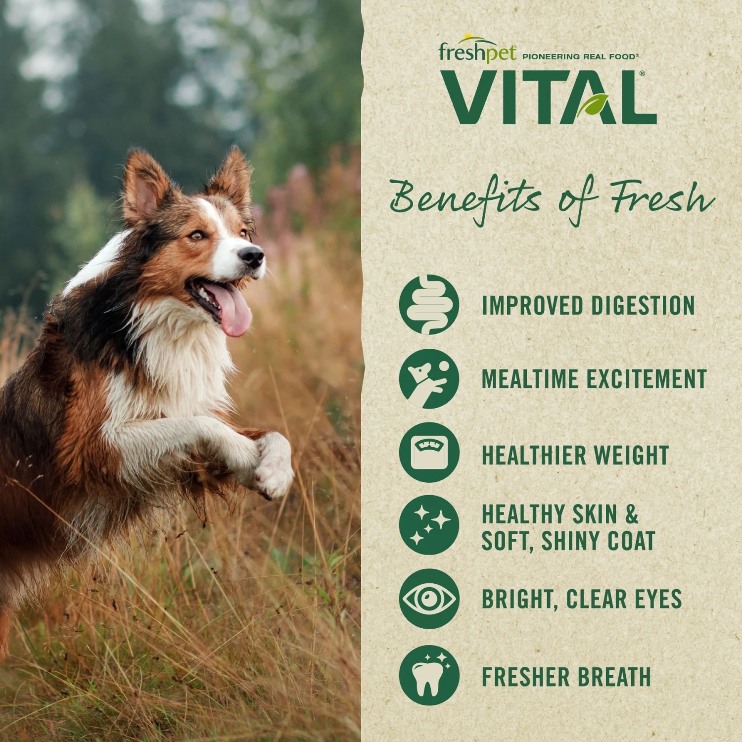 Freshpet Vital Beef & Lamb Grain-Free Fresh Dog Food & Freshpet Vital Fresh Cuts Chicken Recipe Fresh Dog Food 10 Freshpet Vital Beef & Lamb Grain-Free Fresh Dog Food & Freshpet Vital Fresh Cuts Chicken Recipe Fresh Dog Food - Image 8