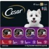 Cesar Classic Loaf In Sauce Beef Recipe, Filet Mignon, Grilled Chicken & Porterhouse Steak Flavors Variety Pack Grain-Free Small Breed Adult Wet Dog Food Trays -Blue Buffalo Shop 86492 MAIN. AC SS1800 V1695648815