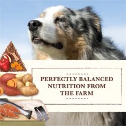 Whole Earth Farms Grain-Free Salmon & Whitefish Dry Dog Food -Blue Buffalo Shop 87371 PT2. AC SS1800 V1647900990