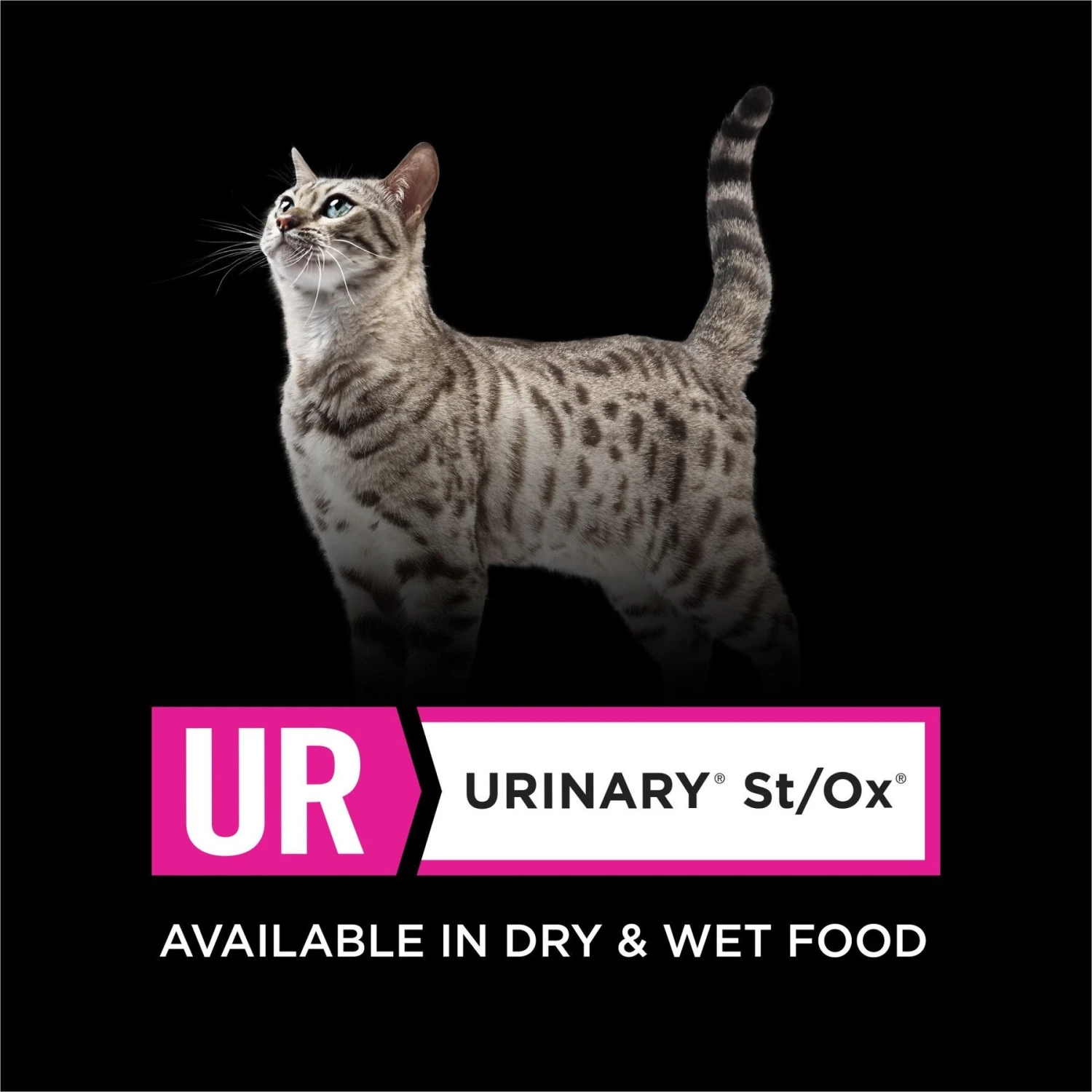 Purina Pro Plan Veterinary Diets UR Urinary St/Ox Savory Selects Turkey & Giblets In Sauce Wet Cat Food 8 Purina Pro Plan Veterinary Diets UR Urinary St/Ox Savory Selects Turkey & Giblets In Sauce Wet Cat Food - Image 6