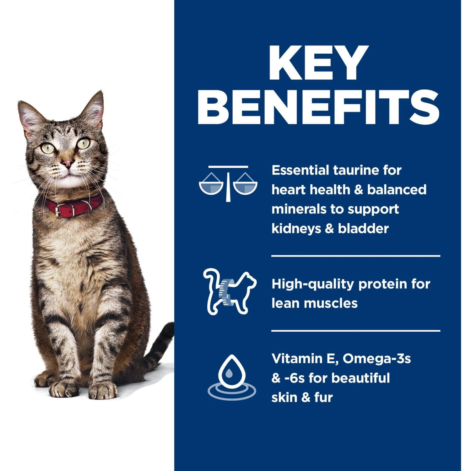 Hill's Science Diet Adult Chicken Recipe Dry Cat Food 8 Hill's Science Diet Adult Chicken Recipe Dry Cat Food - Image 6