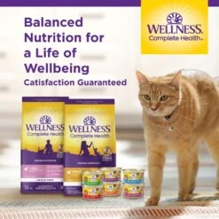 Wellness Complete Health Seafood Pate Favorites Variety Pack Grain-Free Wet Cat Food, 3-oz Can, Case Of 12 -Blue Buffalo Shop 984646 PT7. AC SS1800 V1699642706