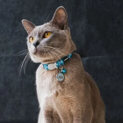 Red Dingo Stars Cat Collar 10 Red Dingo Stars Cat Collar -Blue Buffalo Shop 990814 PT2. AC SS1800 V1702677947