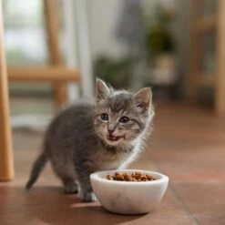 Meow Mix Kitten Li'l Nibbles Dry Cat Food -Blue Buffalo Shop 99962 PT3. AC SS1800 V1682710748