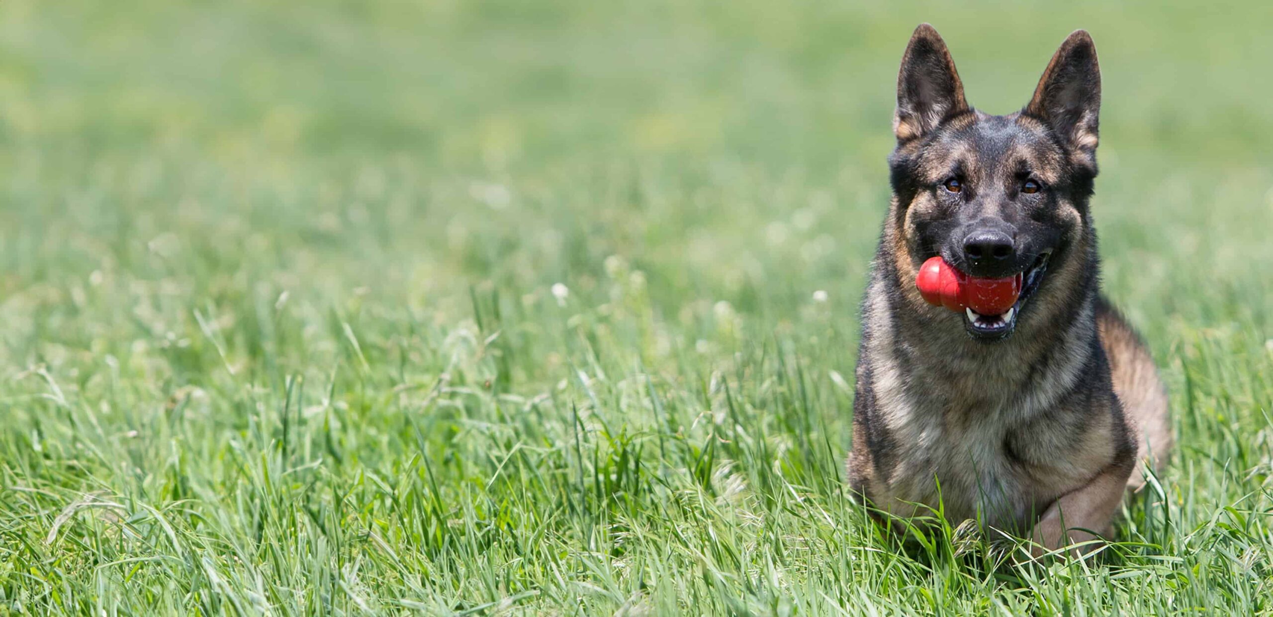 Blue Buffalo Shop -Blue Buffalo Shop KONG Website Hero 19 scaled